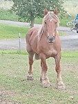 Afbeelding van WhatsApp op 2024-06-16 om 12.30.30_c02da226