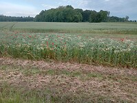 Afbeelding van WhatsApp op 2024-06-18 om 17.19.08_b0e06e22