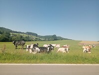 IMG-20240626-WA0010