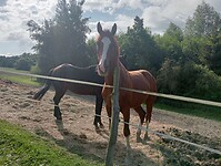 Afbeelding van WhatsApp op 2024-06-28 om 20.53.17_e5dd1d1c