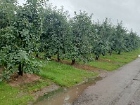 Afbeelding van WhatsApp op 2024-07-04 om 20.45.27_00f9fa2d