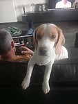 hond