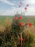 Afbeelding van WhatsApp op 2024-07-18 om 15.20.28_95b8cc27