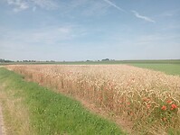 Afbeelding van WhatsApp op 2024-07-18 om 15.20.28_f446d06a