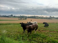 Afbeelding van WhatsApp op 2024-07-21 om 12.50.21_f06e7b51