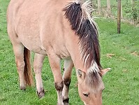Afbeelding van WhatsApp op 2024-09-26 om 16.18.21_8c30d434