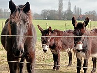 Afbeelding van WhatsApp op 2025-02-27 om 15.10.44_ddb423fa