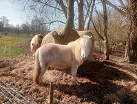Afbeelding van WhatsApp op 2025-03-07 om 15.20.23_d04c913b