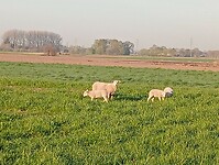 Afbeelding van WhatsApp op 2025-04-04 om 14.27.30_dc2fc45f