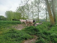 Afbeelding van WhatsApp op 2025-04-18 om 22.58.27_ad5f3b61