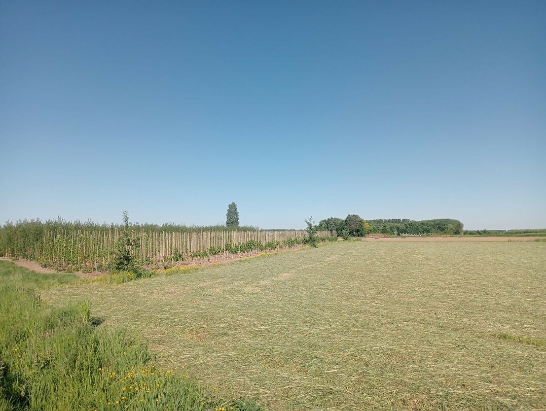 Afbeelding van WhatsApp op 2025-05-09 om 20.12.19_f7d1ebd4