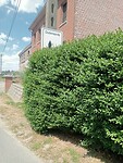IMG-20250511-WA0004