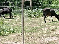 IMG-20250511-WA0007