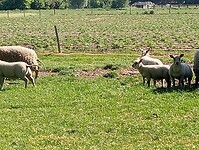 Afbeelding van WhatsApp op 2025-05-12 om 15.07.22_9d7f2c2d