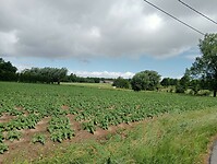 IMG-20250525-WA0010