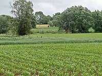 IMG-20250525-WA0015