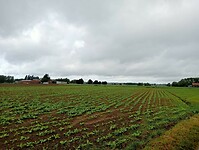 IMG-20250525-WA0018