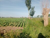 Afbeelding van WhatsApp op 2025-05-26 om 20.12.42_1ef20204