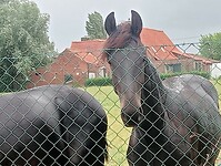 Afbeelding van WhatsApp op 2025-06-05 om 14.04.23_f7a64d37