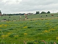 Afbeelding van WhatsApp op 2025-06-05 om 14.04.25_05810113