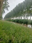 Afbeelding van WhatsApp op 2025-06-09 om 19.51.48_58479cac