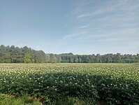 IMG-20250612-WA0010