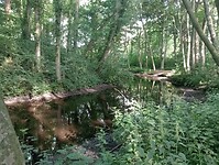 IMG-20250612-WA0017