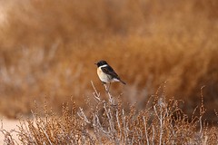 De eerste vogel