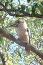 256 Cuckoo Bura