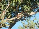 792 Eucalyptusboom met knuffelkoala