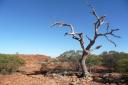 825 Kings Canyon