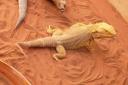 839 Alice Springs Reptile Centre