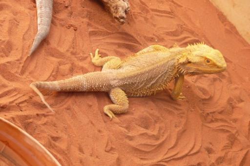 839 Alice Springs Reptile Centre