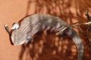 840 Alice Springs Reptile Centre