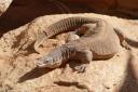 841 Alice Springs Reptile Centre