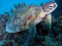 887-712 Zeeschildpad