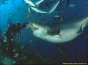 1303-9 Bull Shark (zwanger)