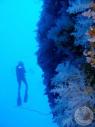 Great White Wall2