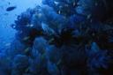 Rainbow Reef2