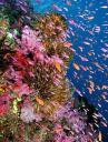 Rainbow Reef