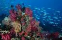 Rainbow Reef3