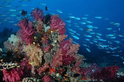 Rainbow Reef3