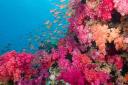 Rainbow Reef4