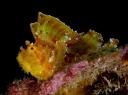 Rainbow Reef - Leaf Scorpionfish