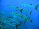 Rainbow Reef - Barracuda