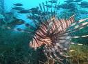 Rainbow Reef - Lion fish