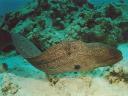 Rainbow Reef - Murene