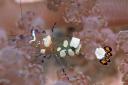 Rainbow Reef - Anemoongarnaal2