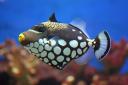 Rainbow Reef - Clown Triggerfish