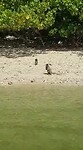 Monkey,s